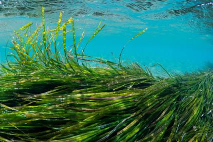 Las praderas de posidonia son el pulmón del mar por su función de filtrar y oxigenar el agua.