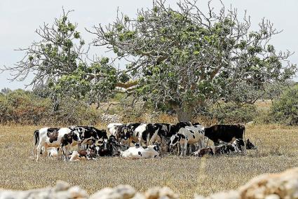 El sector agrícola de Menorca preocupado por su supervivencia