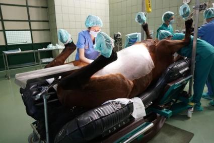 Instalaciones del área quirúrgica para caballos de la Universidad Complutense de Madrid.