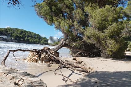 El pino sembrado en el centro de la playa de Cala Galdana desde hace décadas ha sucumbido al temporal.