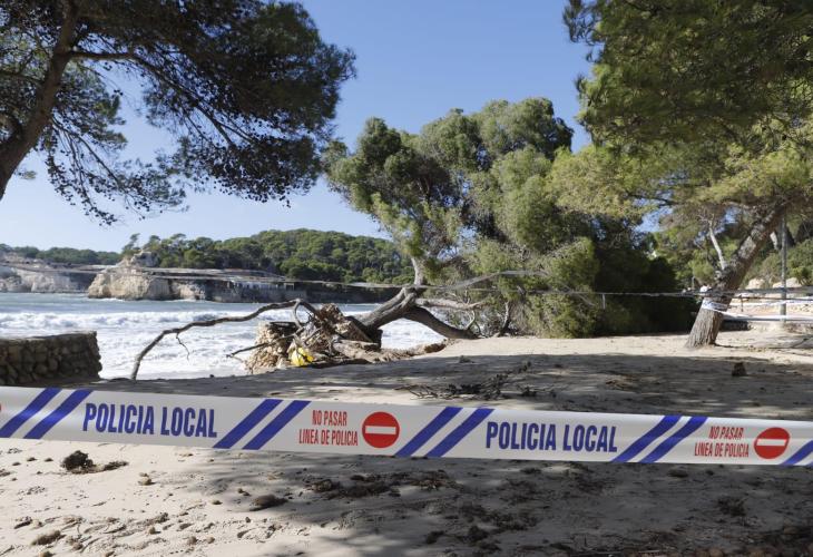 El emblemático pino del centro de la playa, derribado por la fuerza del viento