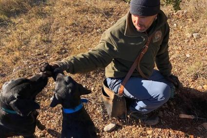 Pere Muxí sol anar a cercar tòfones amb els seus dos cans labrador retriever, Torm i Diara.