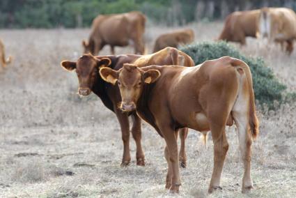 Ejemplares de ‘vermella menorquina’ pastan en el campo. Junto a la frisona, es representativa del sector ganadero insular.