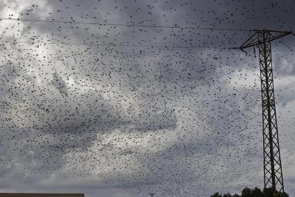 Un estol d’estornells sobrevolant aquest dilluns l’Illa en una imatge que presagia la pluja