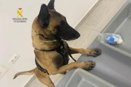 El agente canino 'Piper' intercepta a un familiar tratando de entrar droga en la cárcel