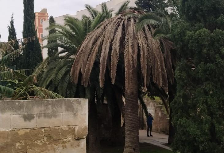 Las palmeras siguen estando enfermas