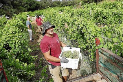 L’any passat a l’Illa hi havia més de 150 hectàrees de vinyes, que van permetre la producció de 200.000 bòtils de vi. 