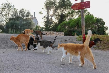 La proliferación de gatos asilvestrados en la Isla se ha convertido en un problema que amenaza la diversidad de la Reserva de la Biosfera.   