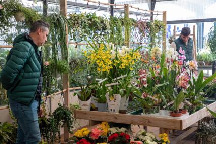 La Isla cuenta con una treintena de floristerías, concentradas mayoritariamente en Ciutadella y Maó