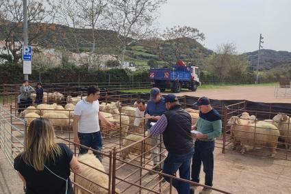 Tant els bens com els border collie van compartir protagonisme en unes jornades en les quals la gent del camp de Menorca van gaudir tots junts.