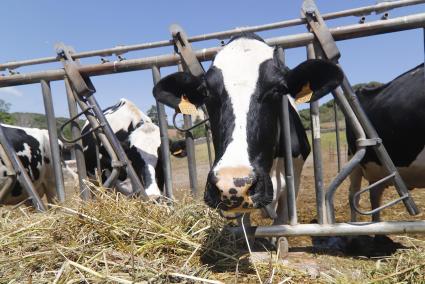 El Ejecutivo autonómico busca, cuanto antes, una salida a 3 millones de litros de leche anuales.   