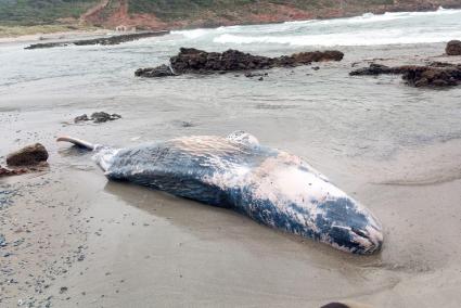 El cuerpo del mamífero marino ha sido avistado en la orilla de la playa ciutadellenca este lunes.