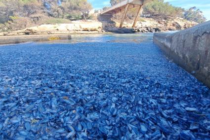 El embarcadero de Cala Galdana cubierto de velella.