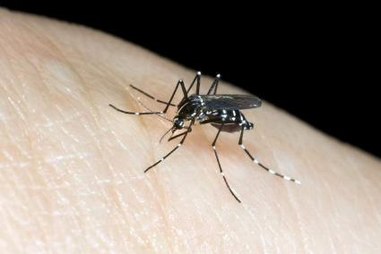 El mosquito tigre hace ya casi una década que se empezó a detectar en Menorca.