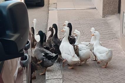 Los patos en una calle de Sant Climent.