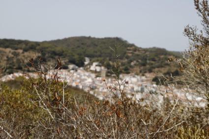 La zona de Ferreries es una de las más afectadas por la falta de lluvias.