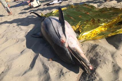 El animal ha sido remolcado hasta la orilla de la playa