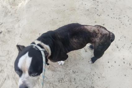 El perro, raza Staforshire Bull Terrier, estaba desnutrido y con dermatitis en la espalda.