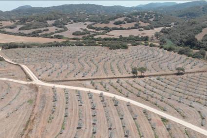 El diseño ‘keyline’, que retiene el agua de forma natural, forma parte del modelo de agricultura regenerativa que Manel Adell aplica en el lloc Son Felip para la producción de aceite.