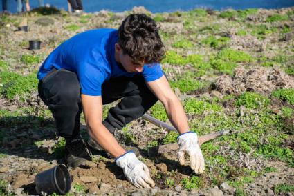 Un alumno del módulo de jardinería del IES Pascual Calbó plantando esta semana un ejemplar de 'socarrell'.