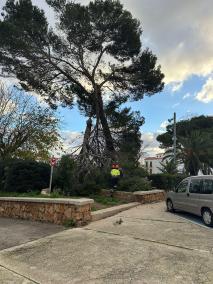 Imagen del pino que ha caído en la plaza de Eivissa de Máó.