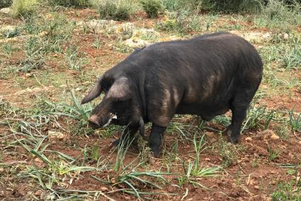 Los autores del estudio lo señalan como un rasgo diferencial del cerdo negro de Mallorca, que es menos oscuro y con menor cantidad de pelo. Además, el de Menorca es más esbelto y tiene un morro más prominente.   