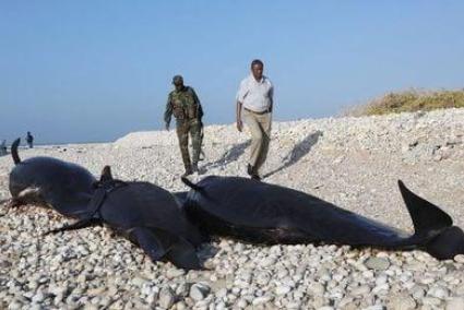 Delfines muertos en la costa de Somalia.