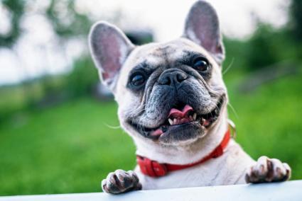 Así puedes proteger las almohadillas de tu perro durante las olas de calor del verano