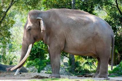 Dos turistas mueren embestidas por un elefante durante un safari en Zambia
