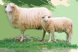 Concurso morfológico de oveja autóctona en Es Mercadal