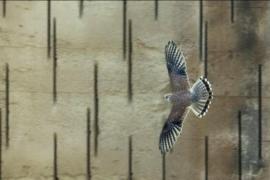 Espectáculo de danza 'Leah' en Es Mercadal