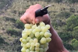 Charla en Ciutadella sobre un nuevo vino blanco de Menorca · foto 2