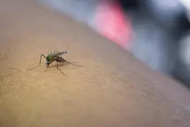 El virus se transmite a través de los mosquitos.