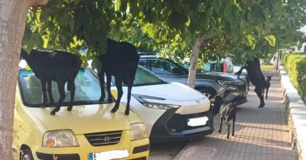 Una veintena de cabras toma jardines y coches en Arenal d’en Castell: los vecinos están hartos