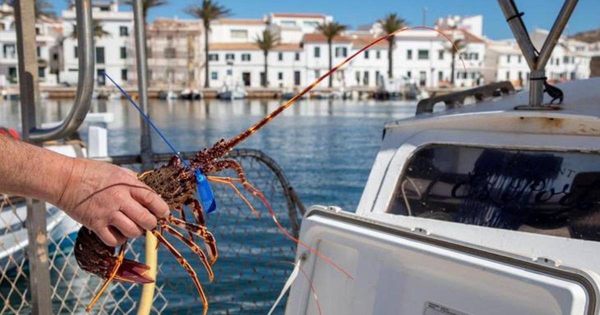 Los pescadores de Menorca exigen más inspecciones para frenar el fraude con la langosta