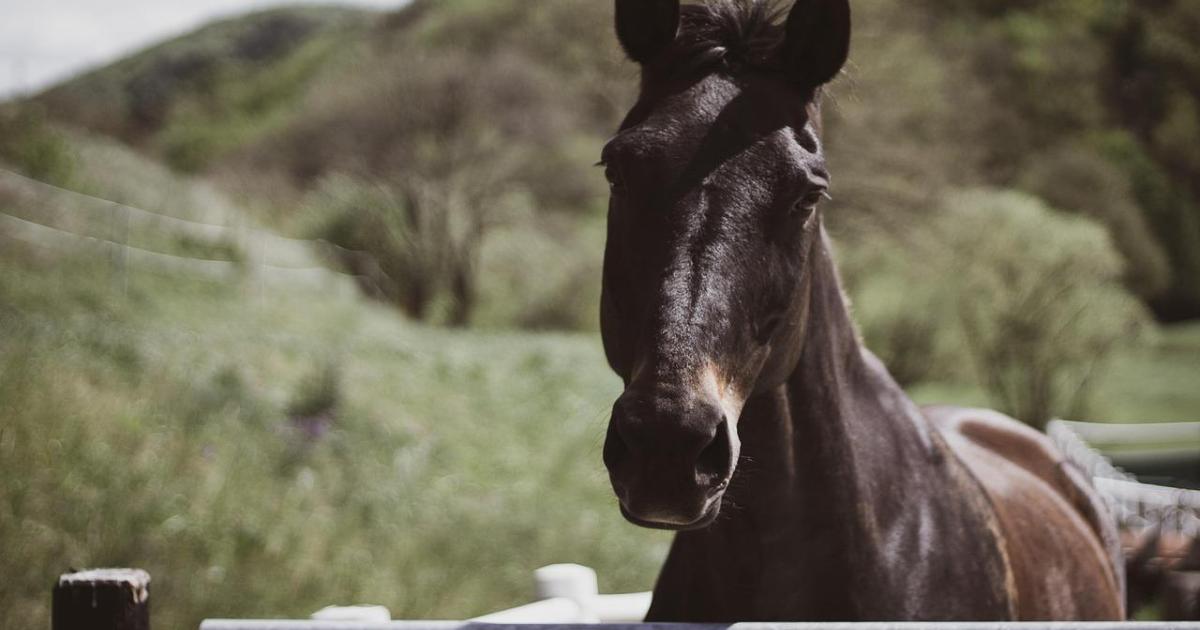 Detectan el primer caso de Fiebre del Nilo Occidental en un caballo de Menorca