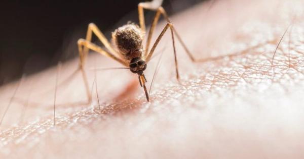 Salud refuerza la vigilancia en Menorca por posibles casos del virus de Nilo Occidental en humanos
