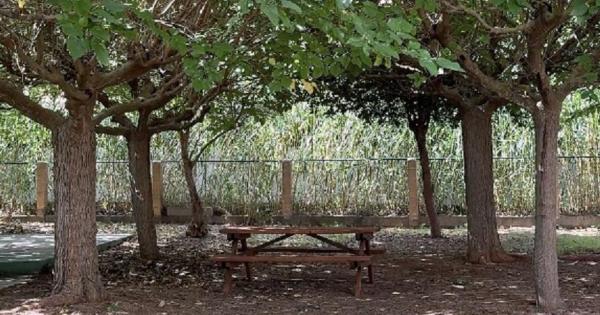 La Ponderosa se abre como un merendero público junto a la playa de Santandria