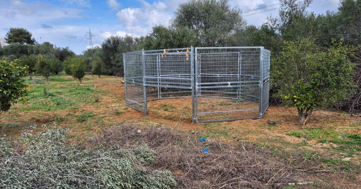 Un ‘capturadero’, alternativa a la matanza de cabras con armas