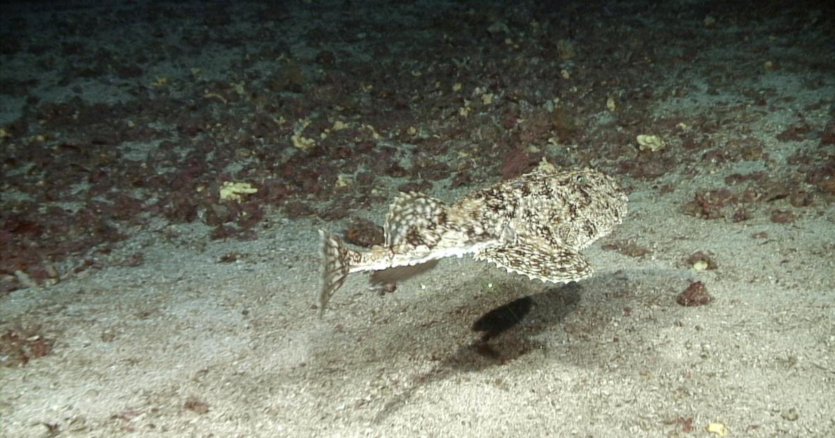 Un estudio demuestra que el Canal de Menorca recupera sus hábitats clave sin la pesca de arrastre