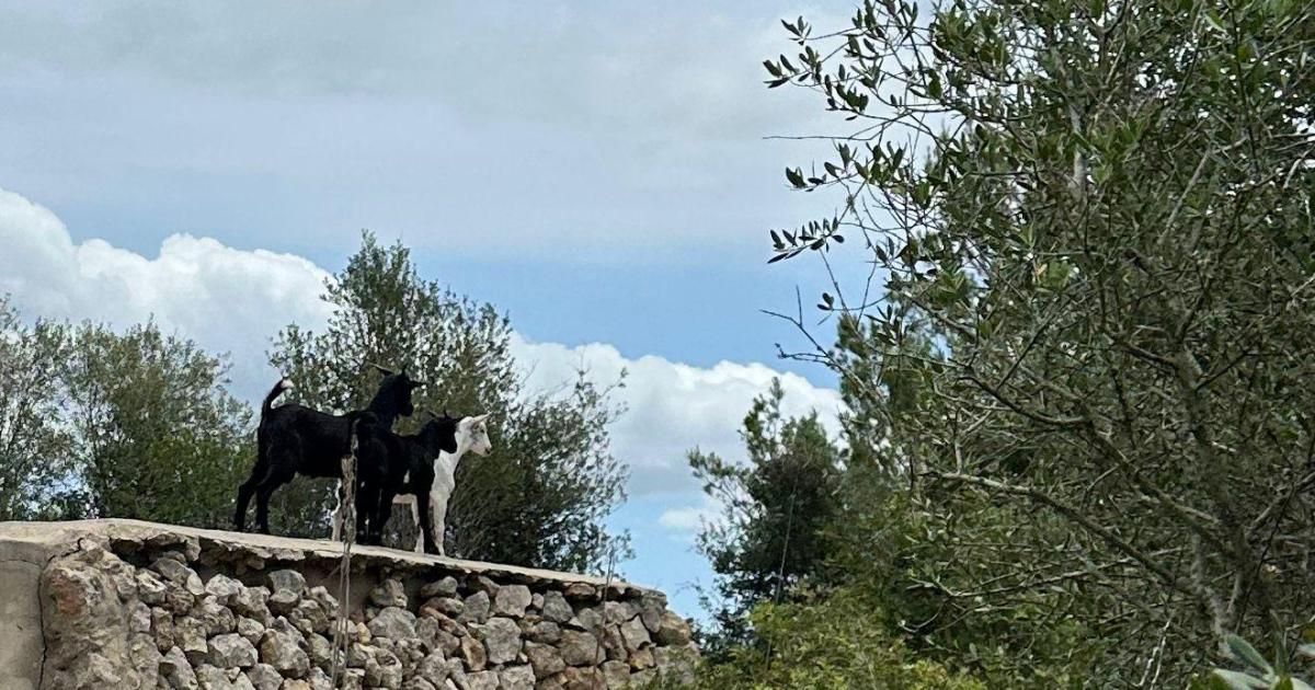 Suma y sigue: las cabras asilvestradas crean destrozos en fincas del barranco de Son Boter