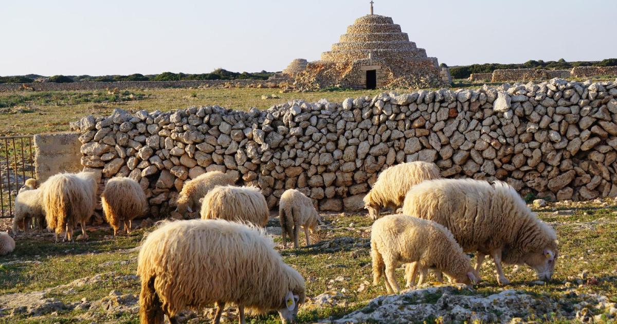Virus de la lengua azul: toda la cabaña ovina de Menorca recibe la vacuna del serotipo 8