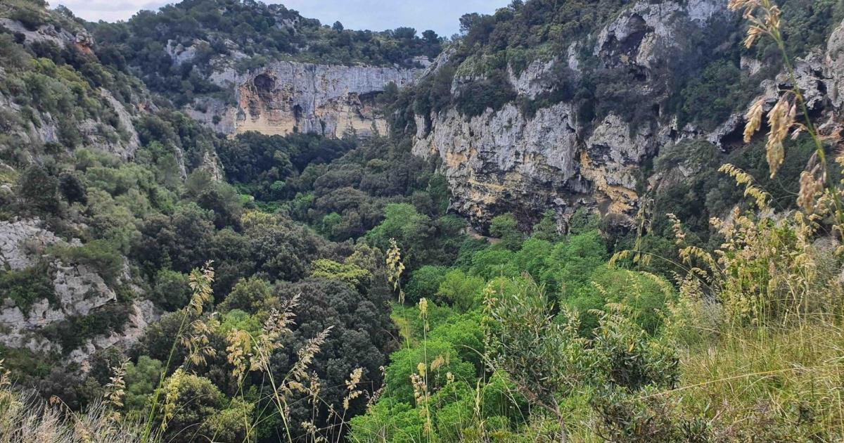 El Consell de Menorca encarga la gestión forestal de siete fincas públicas que suman 168 hectáreas