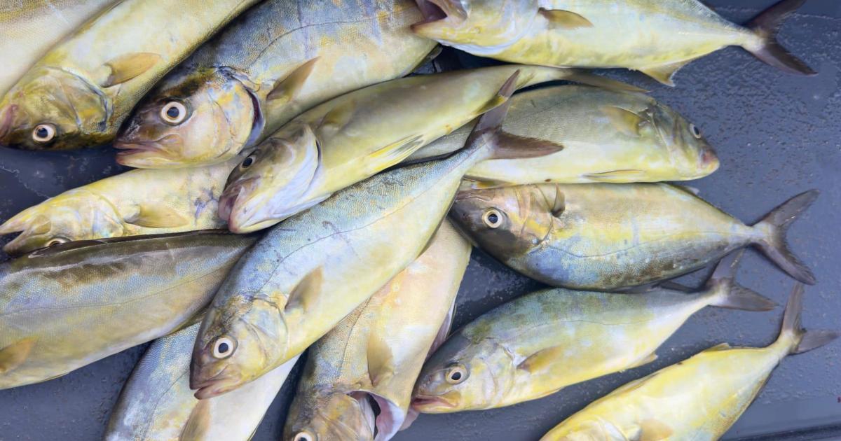 El Govern endurece las reglas de pesca para proteger al verderol: estos son los cambios