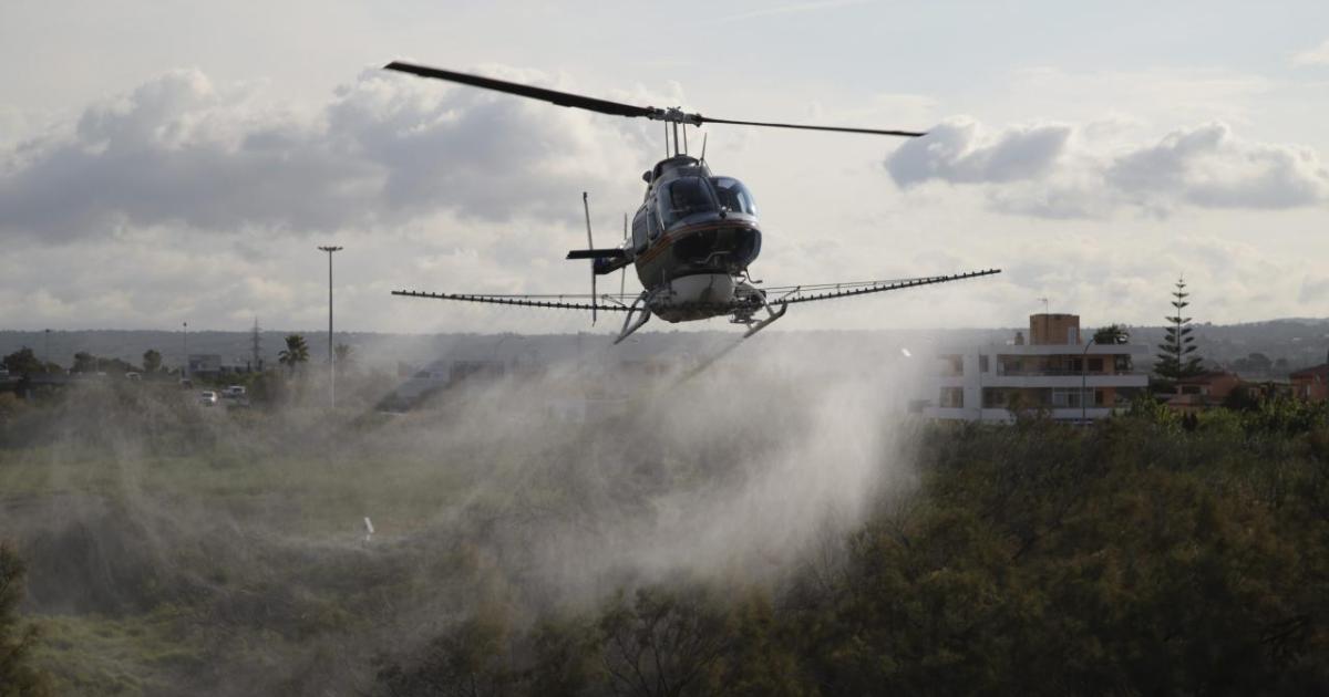 Los ecologistas advierten sobre los «efectos catastróficos» de las fumigaciones aéreas contra la oruga peluda en Menorca