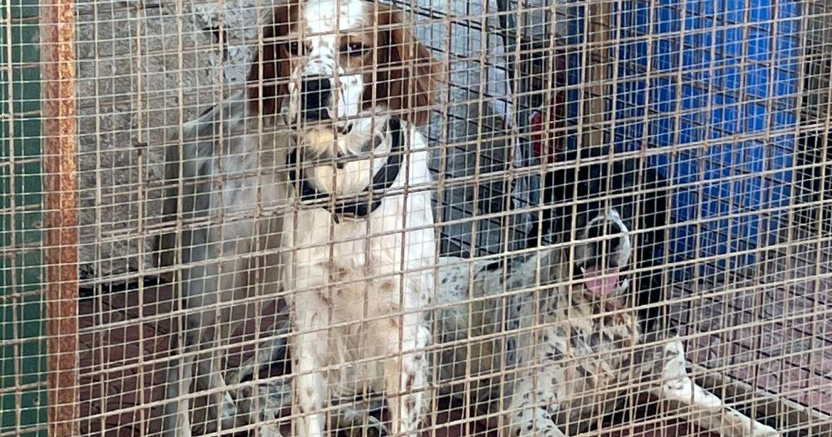 La respuesta del Ayuntamiento sobre los perros de Fornells: no hay irregularidades