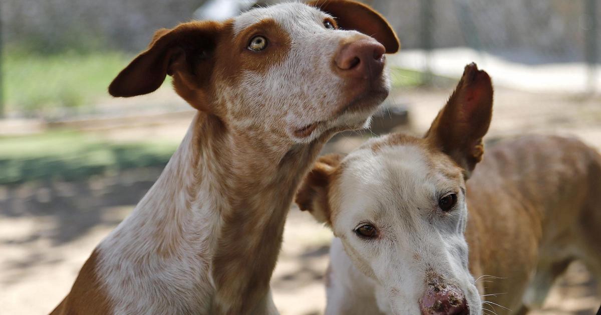 El constante goteo del abandono de mascotas: las protectoras de Menorca reciben hasta 500 animales cada año