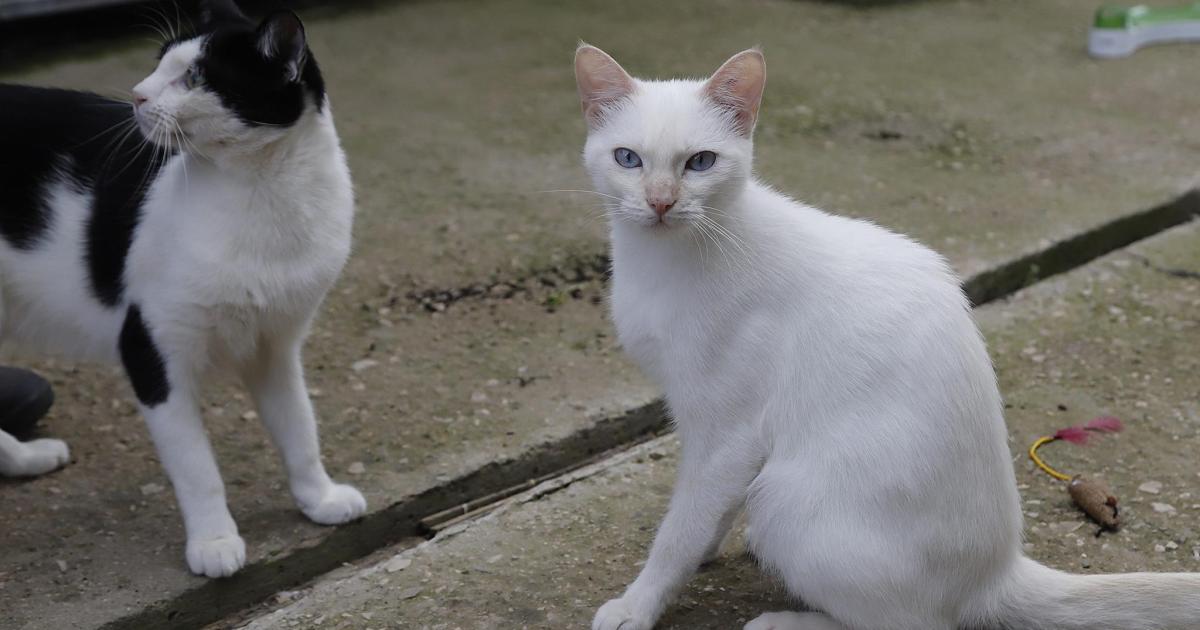 Gatos callejeros bajo control: el efecto de la Ley de Bienestar Animal en Menorca dos años después