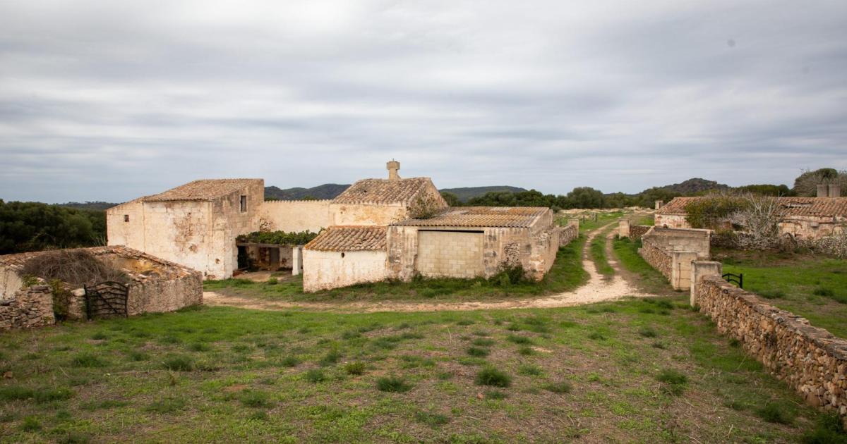 El Gobierno busca vacas y caballos para pastar en la finca pública de Alforí de Dalt y mantener el paisaje