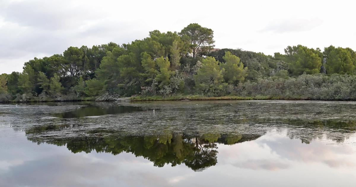 El Govern ultima la construcción de una compuerta en Es Prat de s'Albufera des Grau